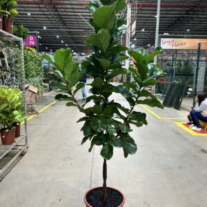 Fícus Lyrata Bambino P40 Árvore - 2 Troncos Trançados