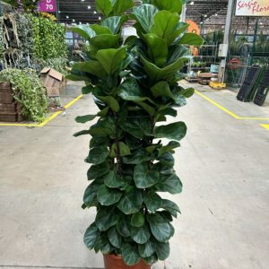 Ficus Lyrata Bambino 4 a 5 hastes P40