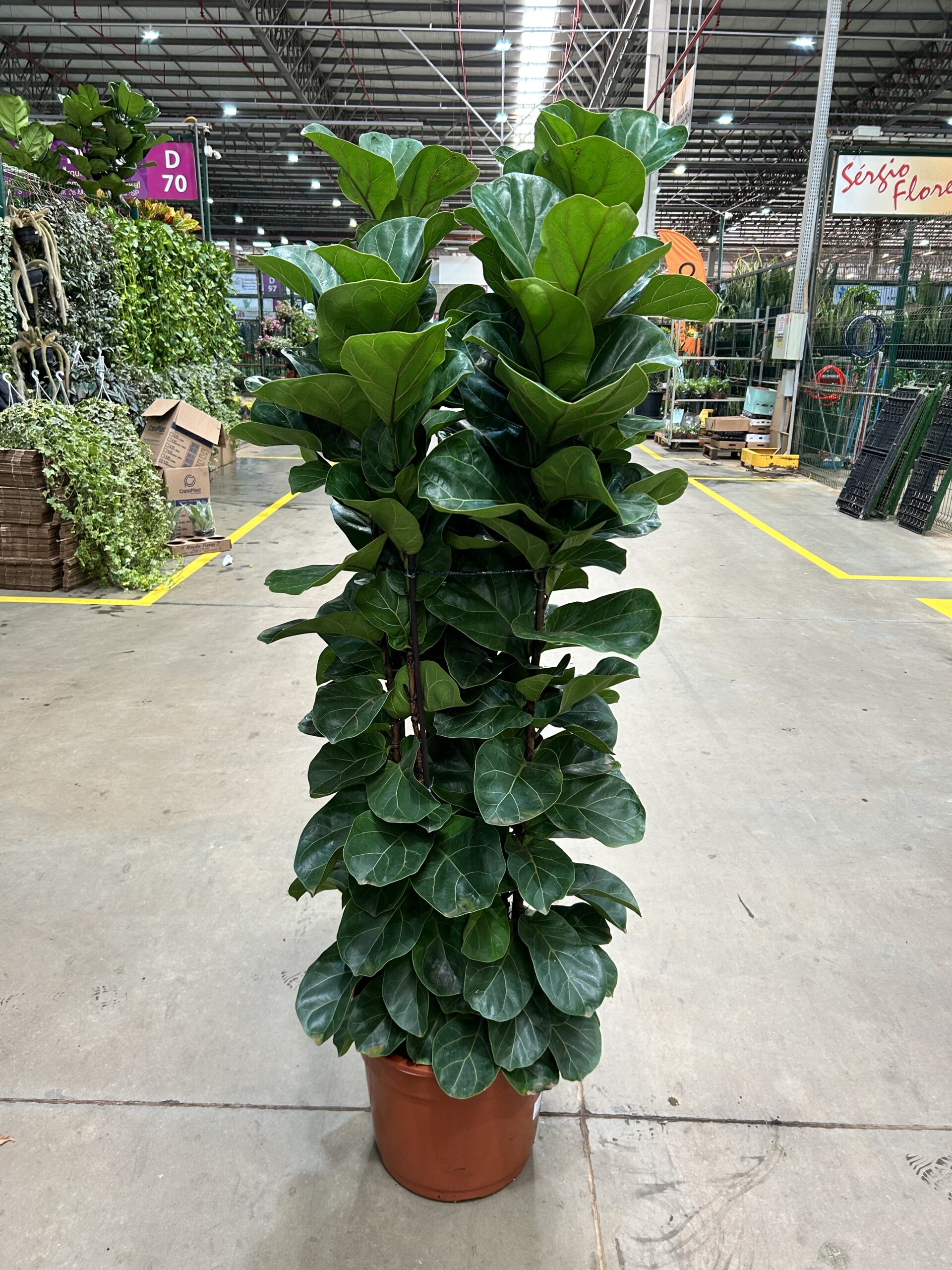 Ficus Lyrata Bambino 4 a 5 hastes P40