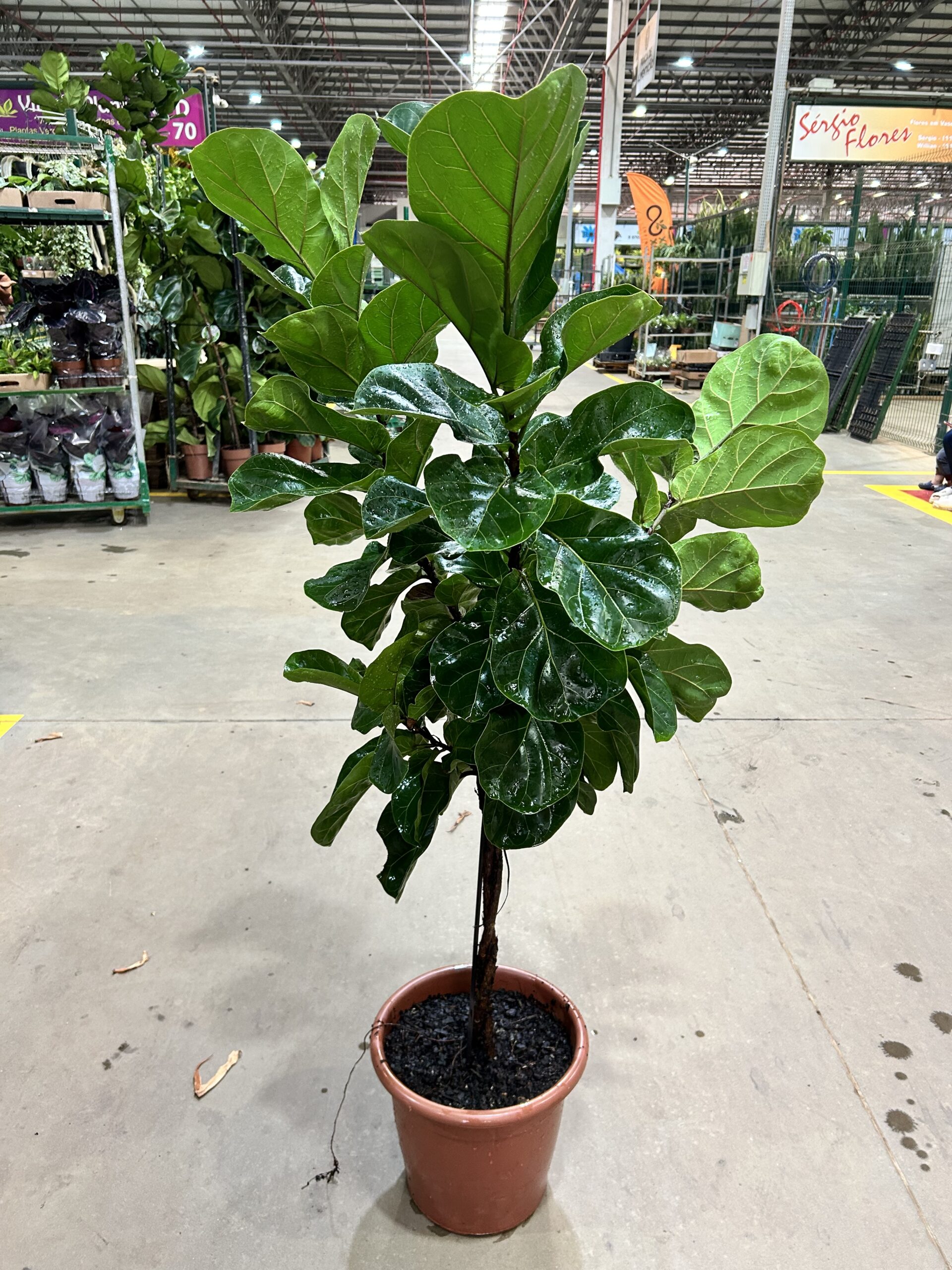 Ficus Lyrata Bambino Arvore P30 Tronco Trançado