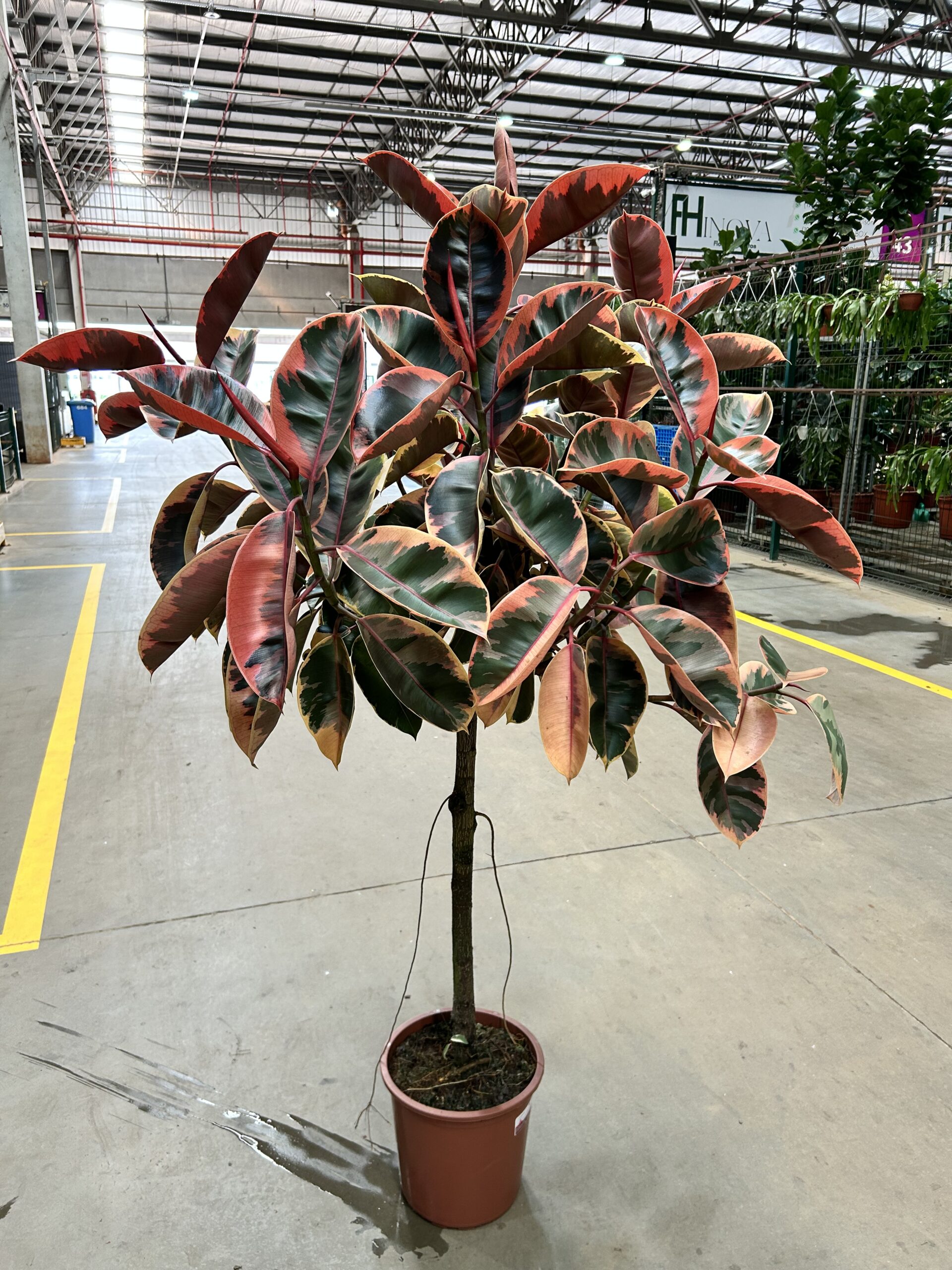 Ficus Elastica Ruby P30 Formato Arvore