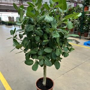 Ficus Audrey Arvore P36 - PREMIUM