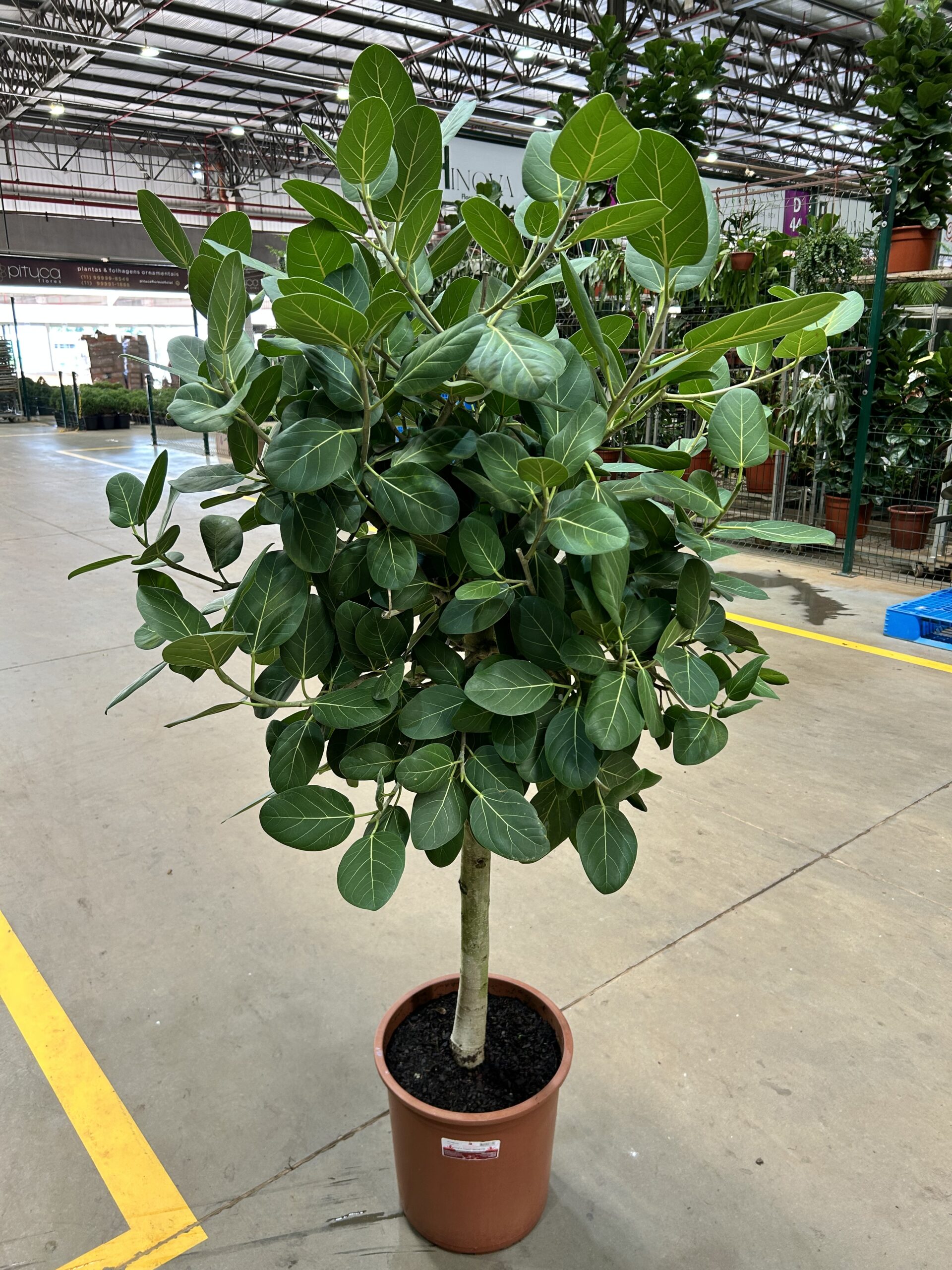 Ficus Audrey Arvore P36 - PREMIUM