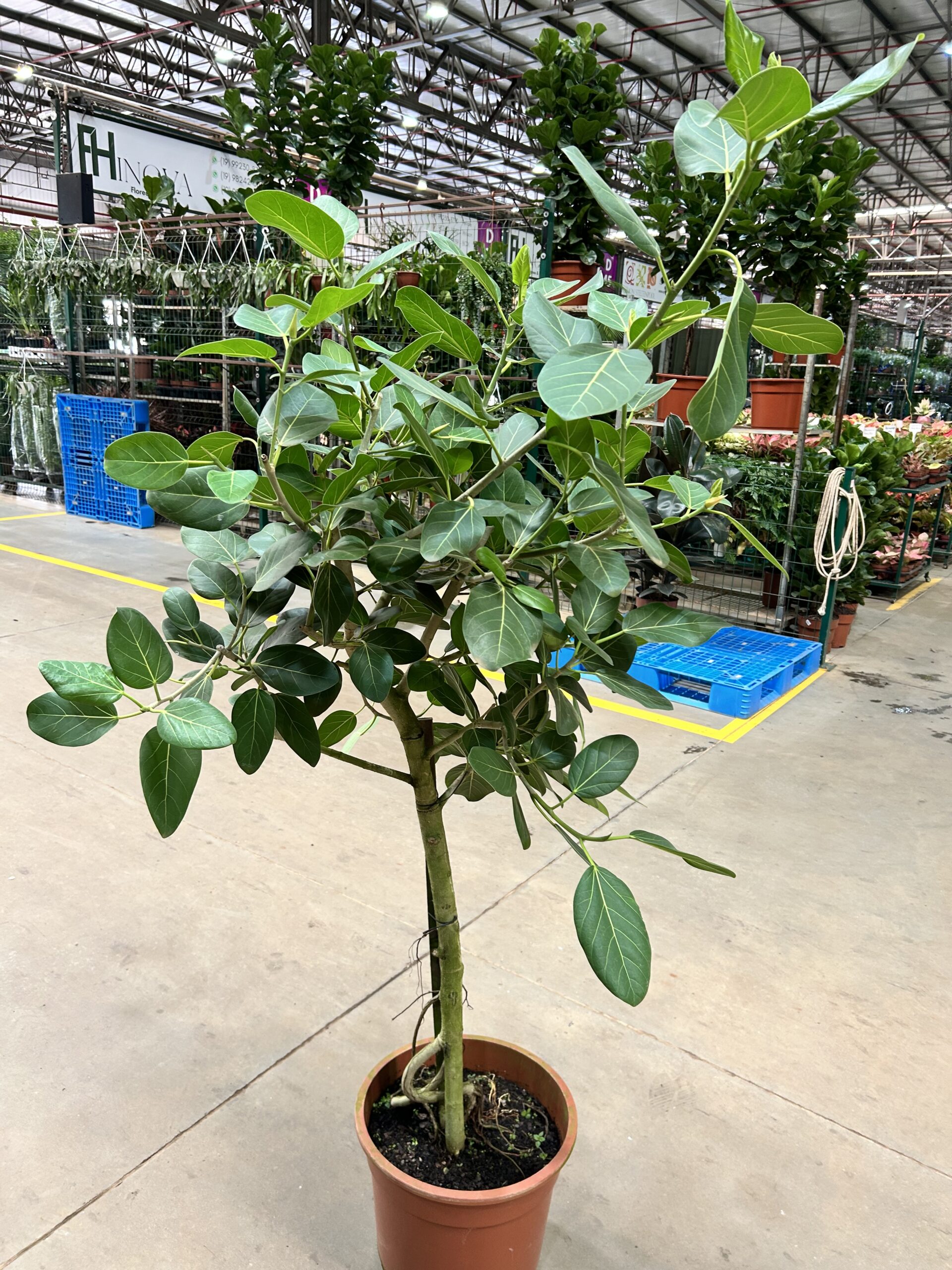 Ficus Audrey Arvore P36