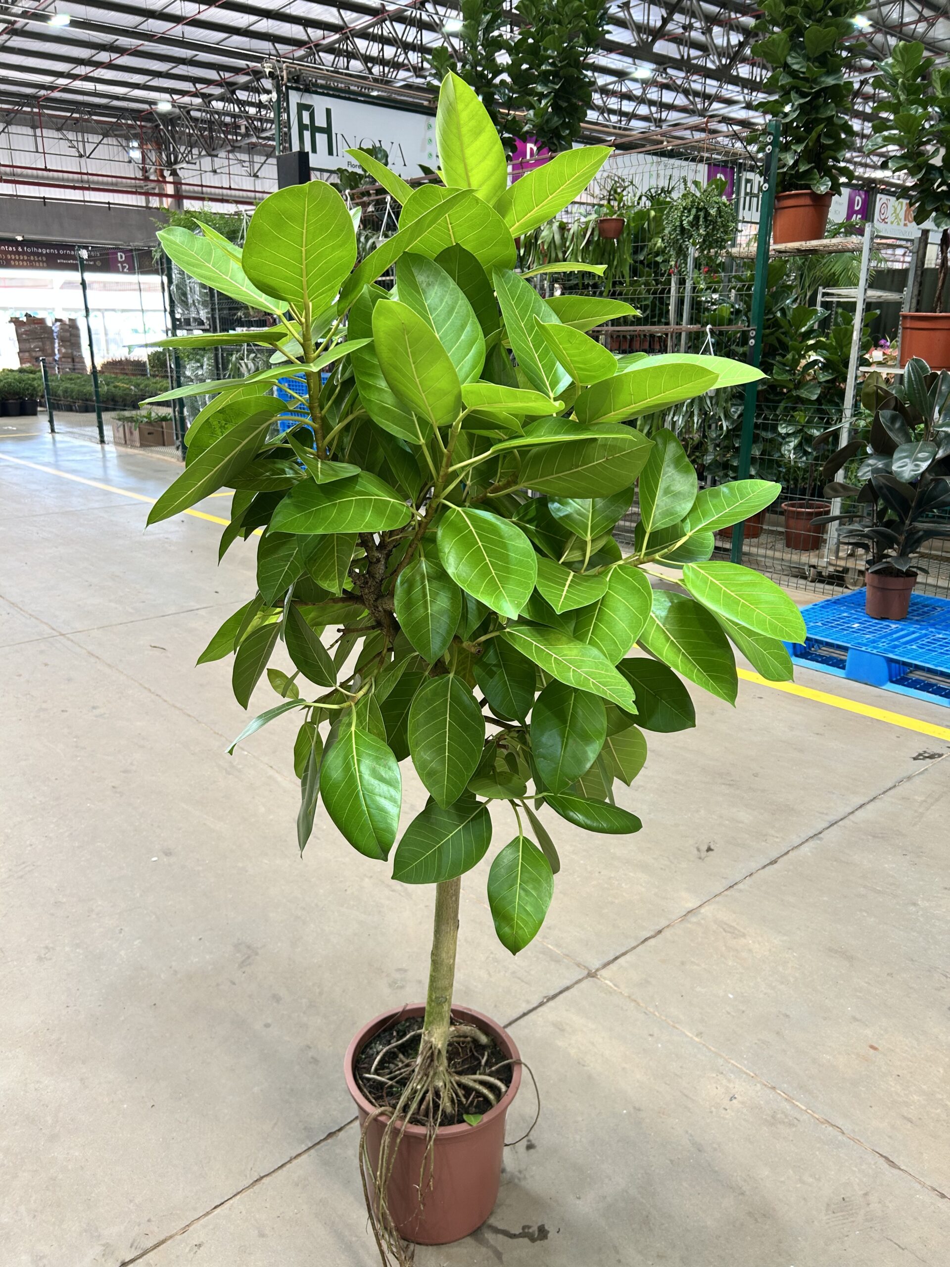 Ficus Elastica Altissima Neon P30 Formato Arvore