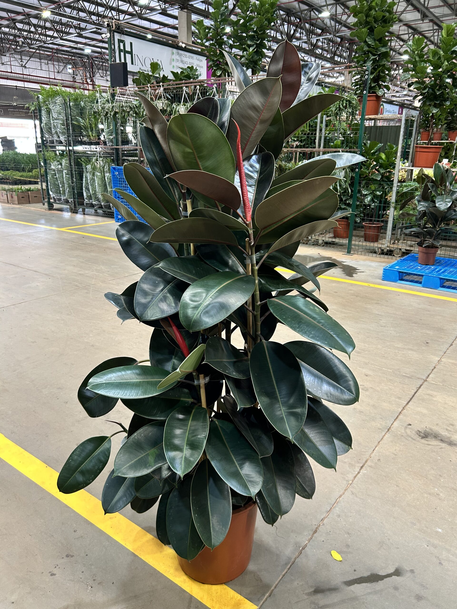 Ficus Elastica Burgundy Torre P40