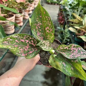 Aglaonema Pink Dalmatian P12
