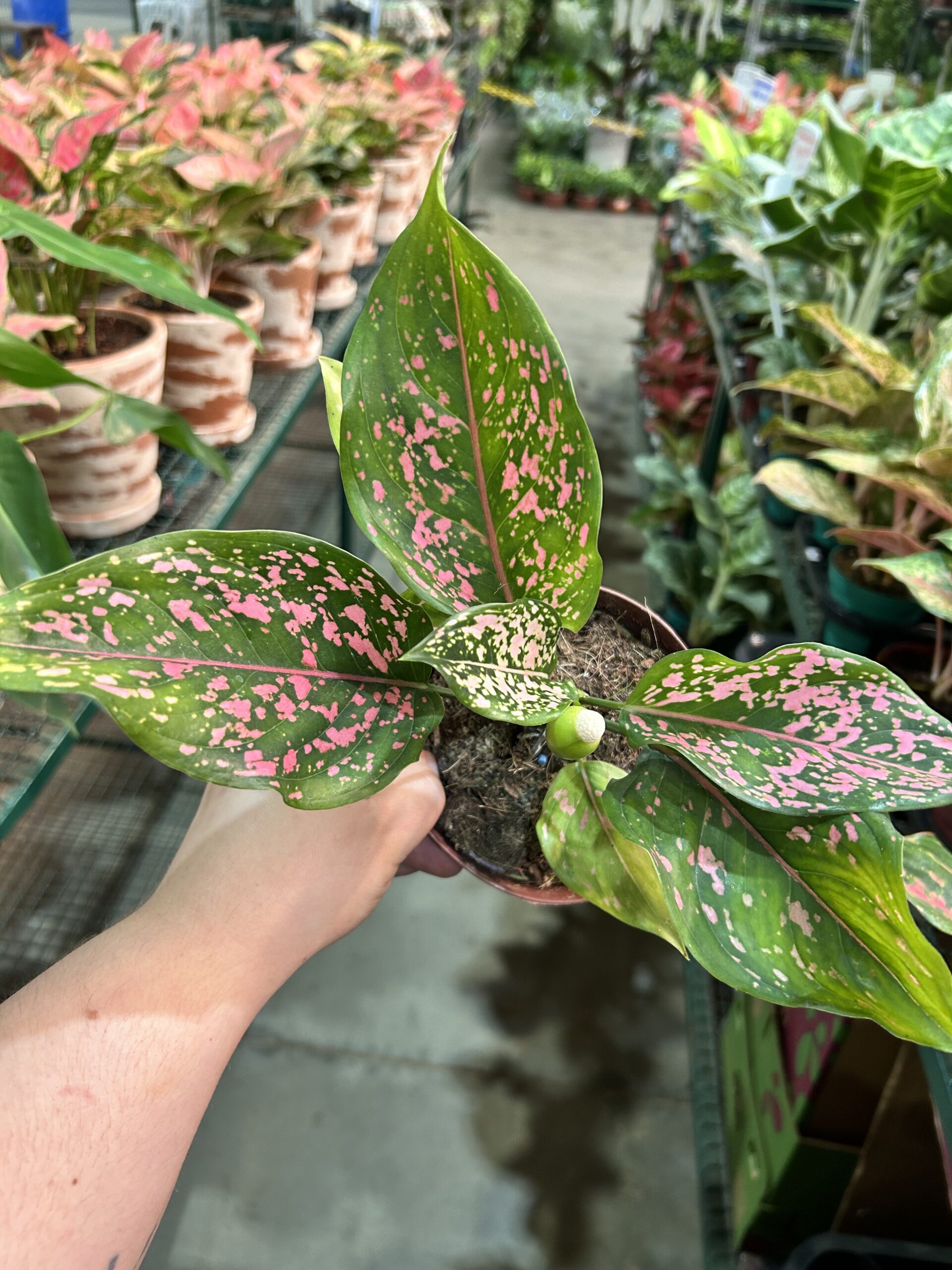 Aglaonema Pink Dalmatian P12