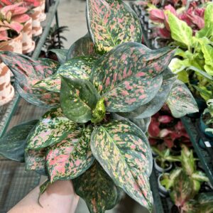 Aglaonema Pink Beauty P12