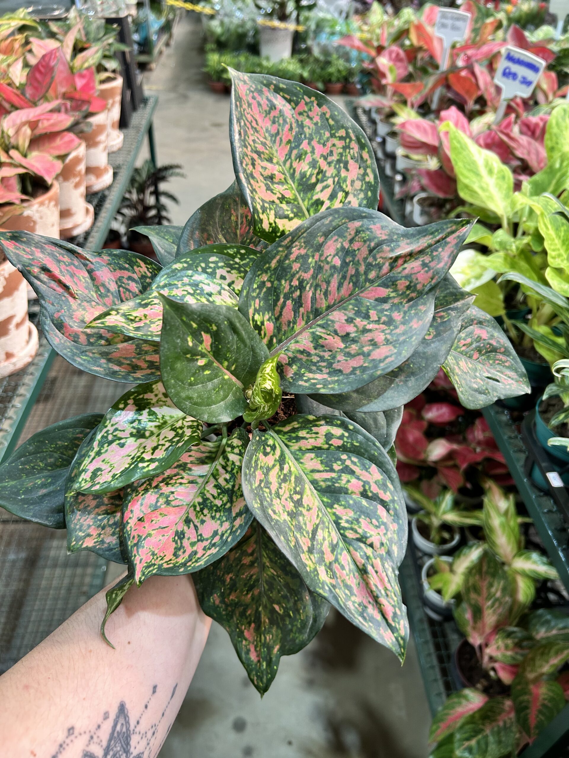 Aglaonema Pink Beauty P12