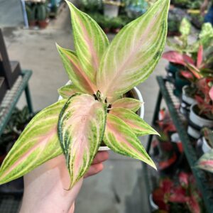 Aglaonema Eye Catcher P12