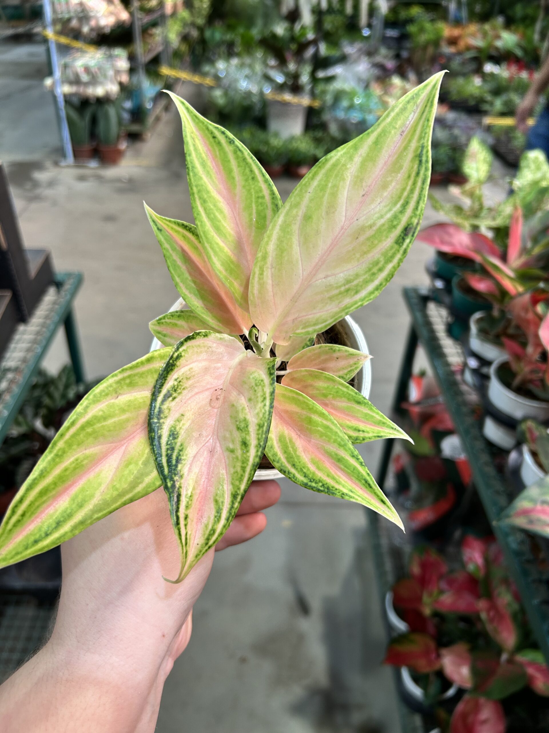 Aglaonema Eye Catcher P12