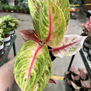 Aglaonema Siam Diamond P12
