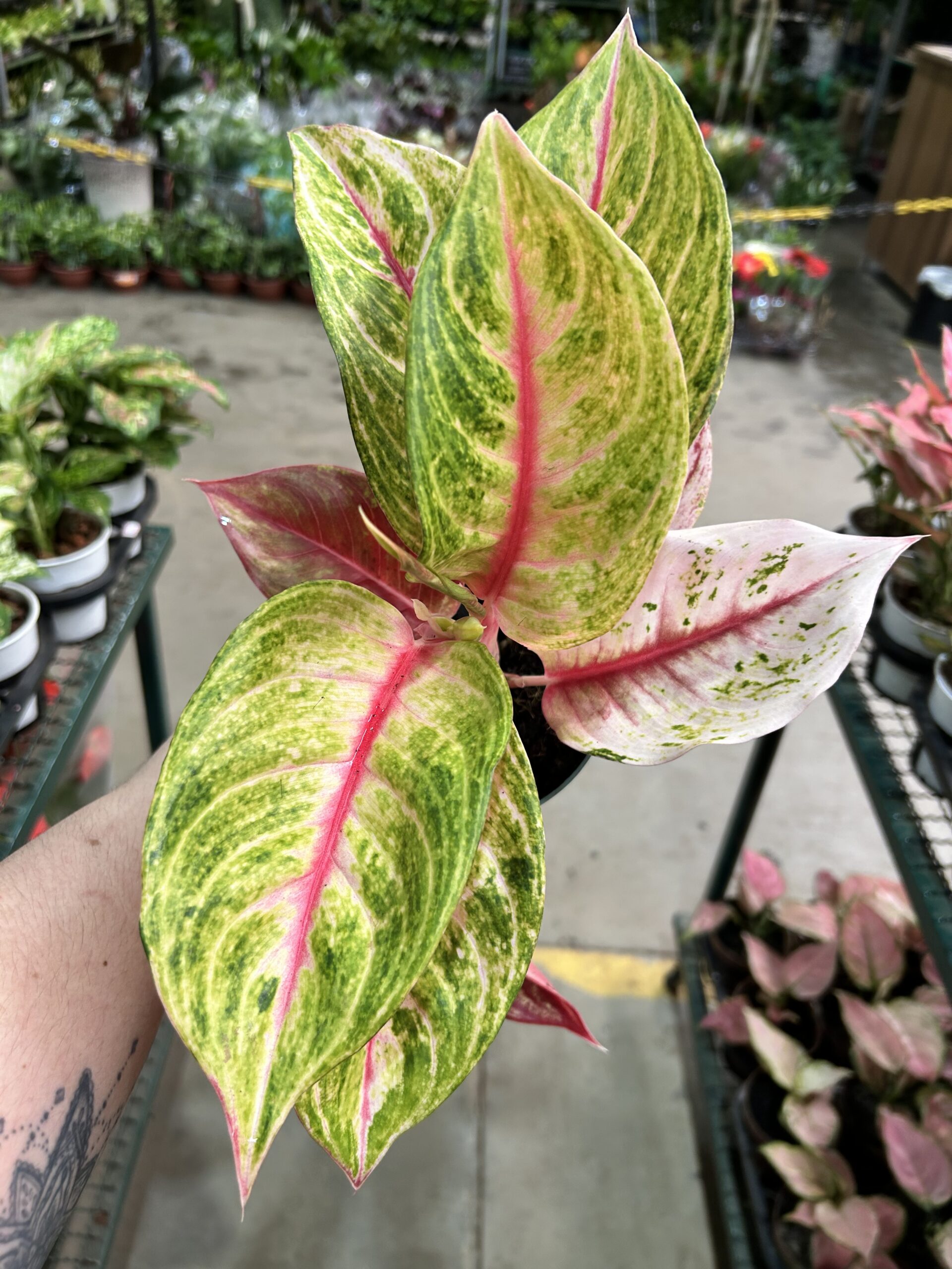 Aglaonema Siam Diamond P12