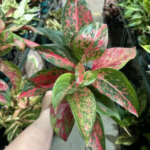 Aglaonema Super Star P12