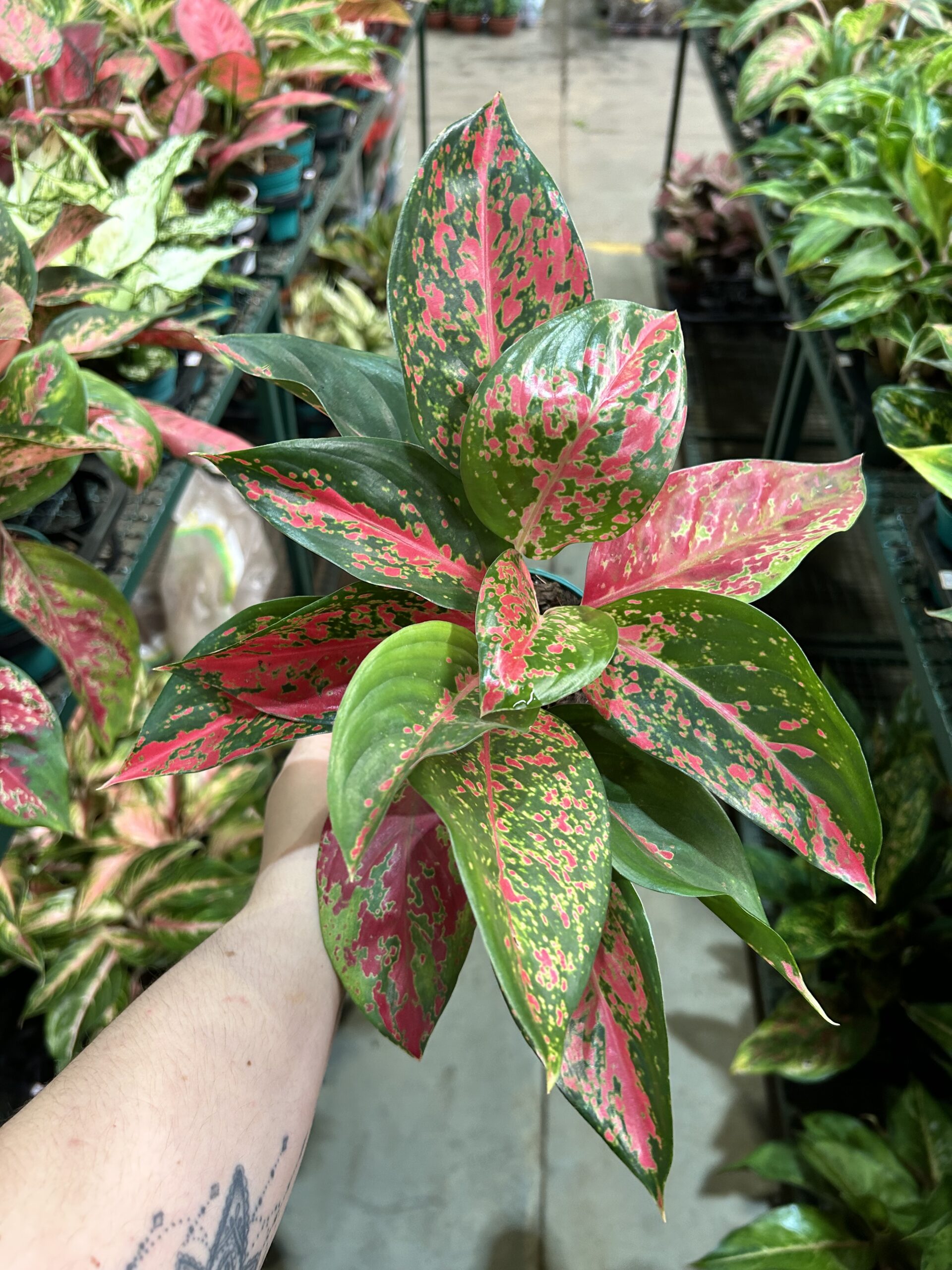 Aglaonema Super Star P12