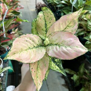 Aglaonema Rosy P12