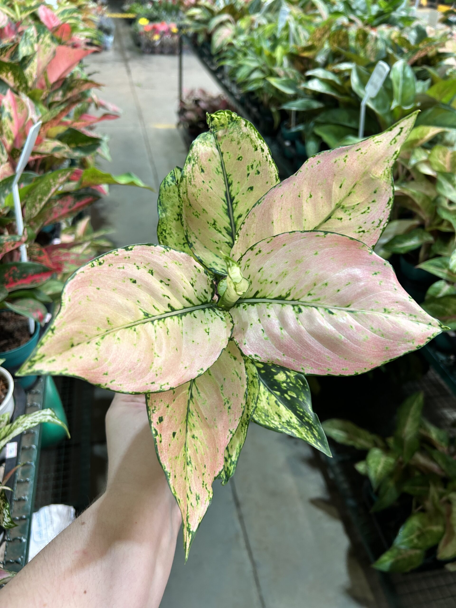 Aglaonema Rosy P12