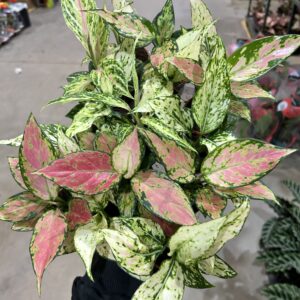 Aglaonemas Variadas P06 (cx c/ 15 und)