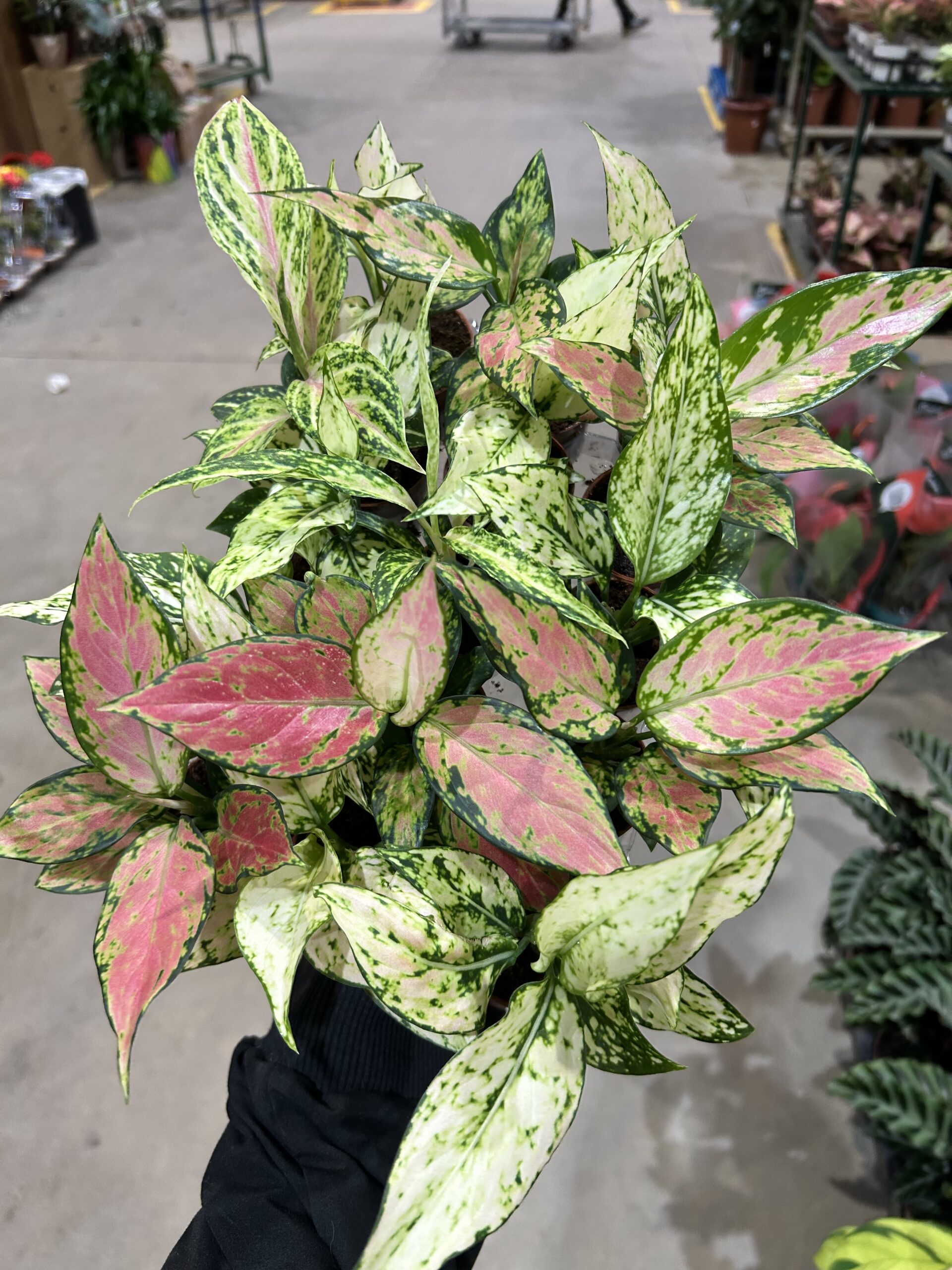 Aglaonemas Variadas P06 (cx c/ 15 und)