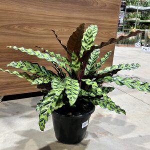 Calathea Insignis P24