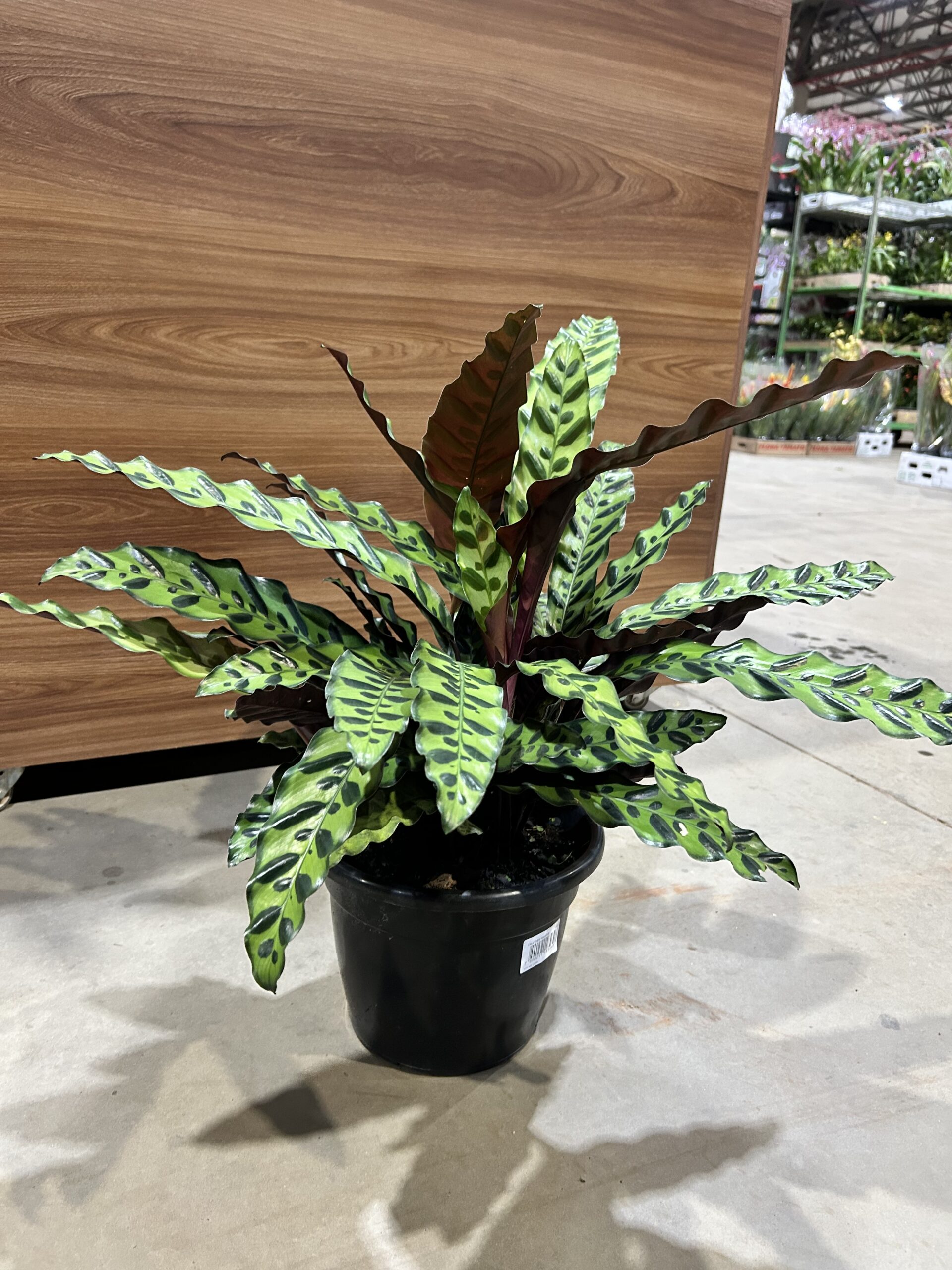 Calathea Insignis P24