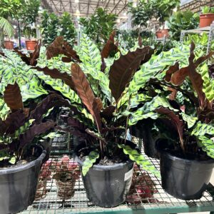 Calatheas