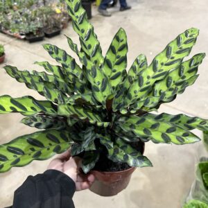 Calathea Insignis P17