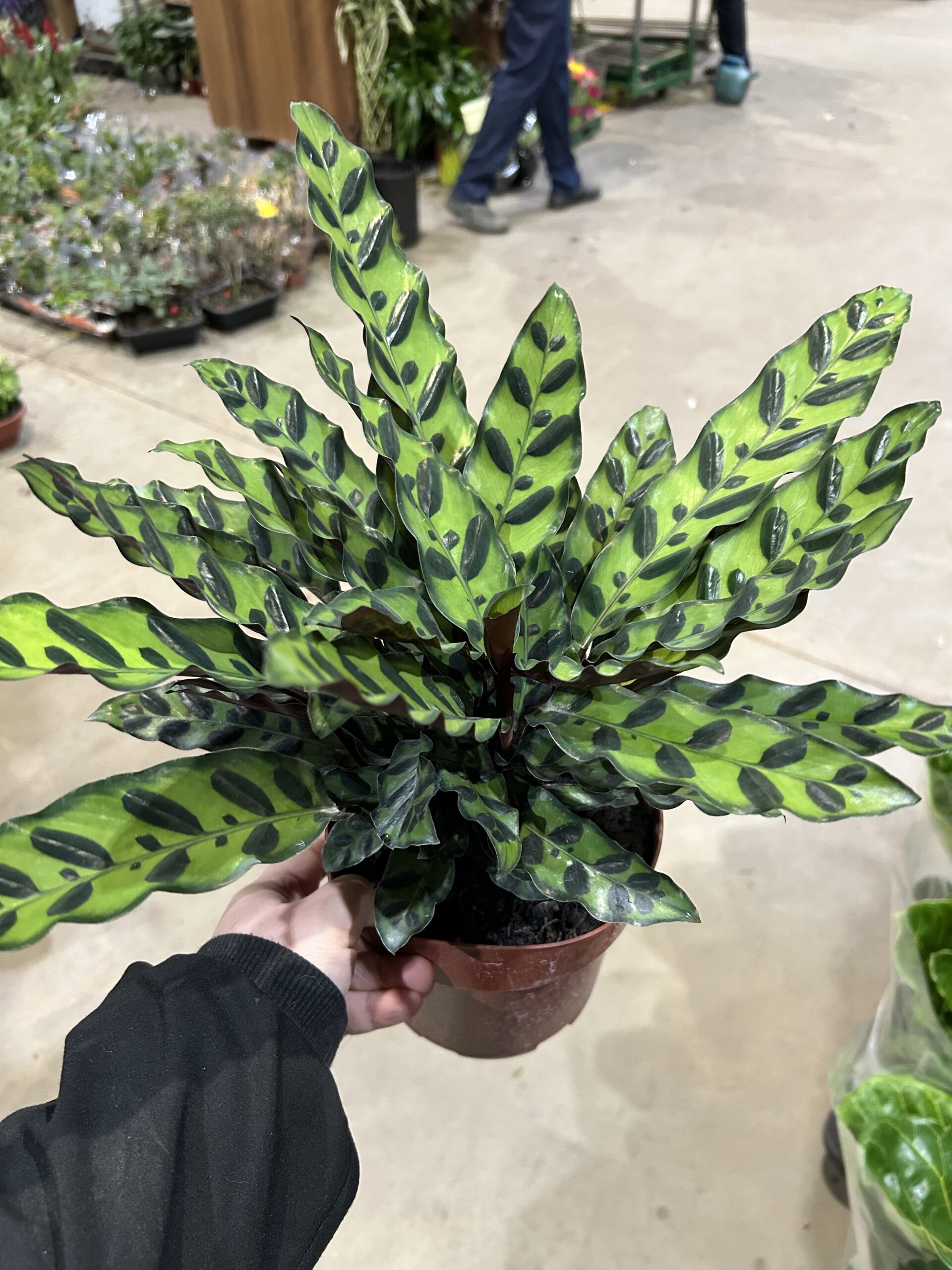 Calathea Insignis P17