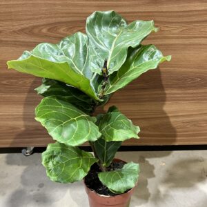Ficus Lyrata P17