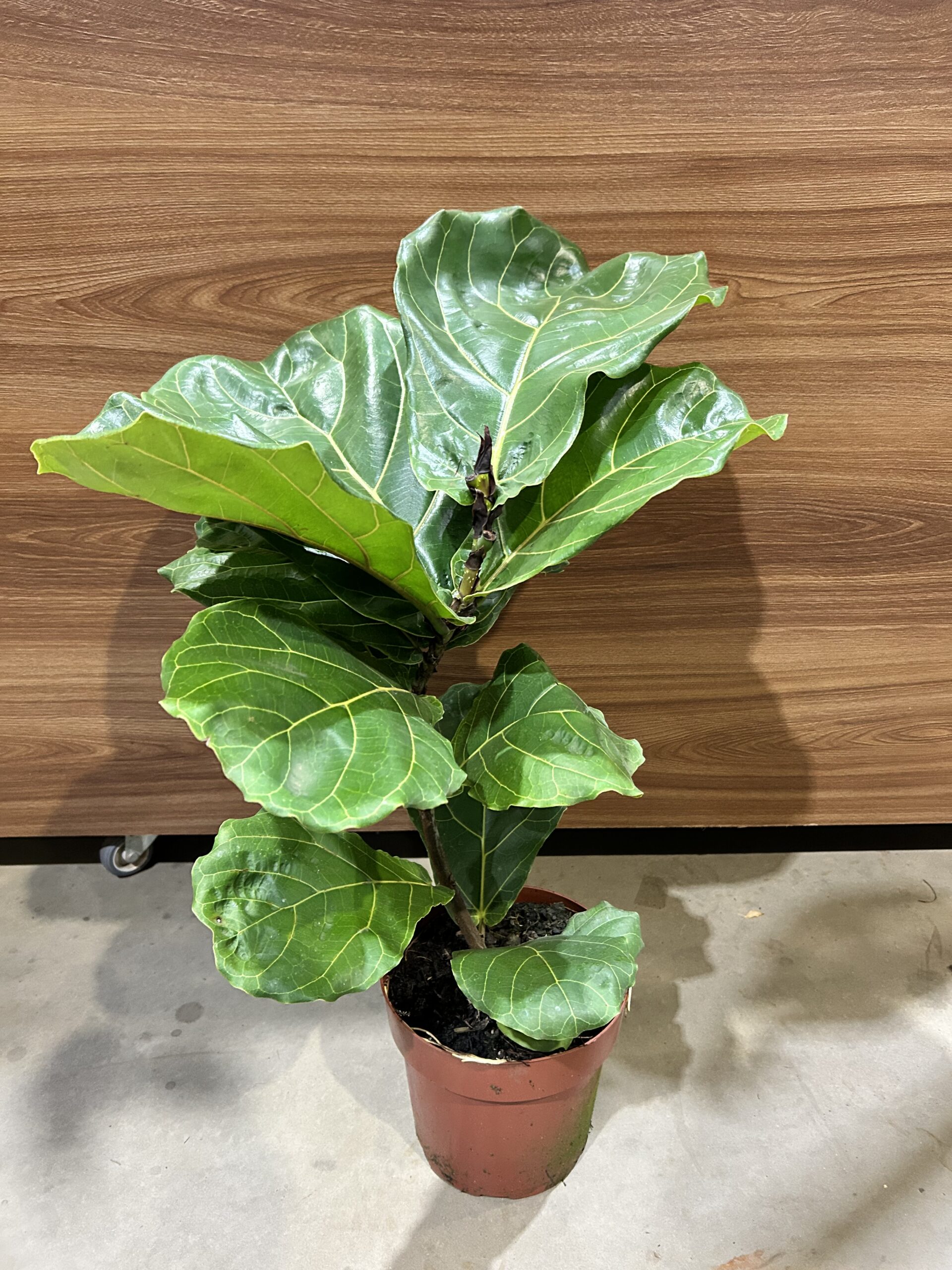 Ficus Lyrata P17