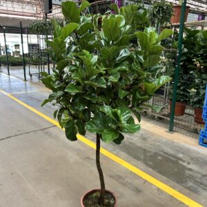 Ficus Lyrata Bambino P36 Formato Arvore