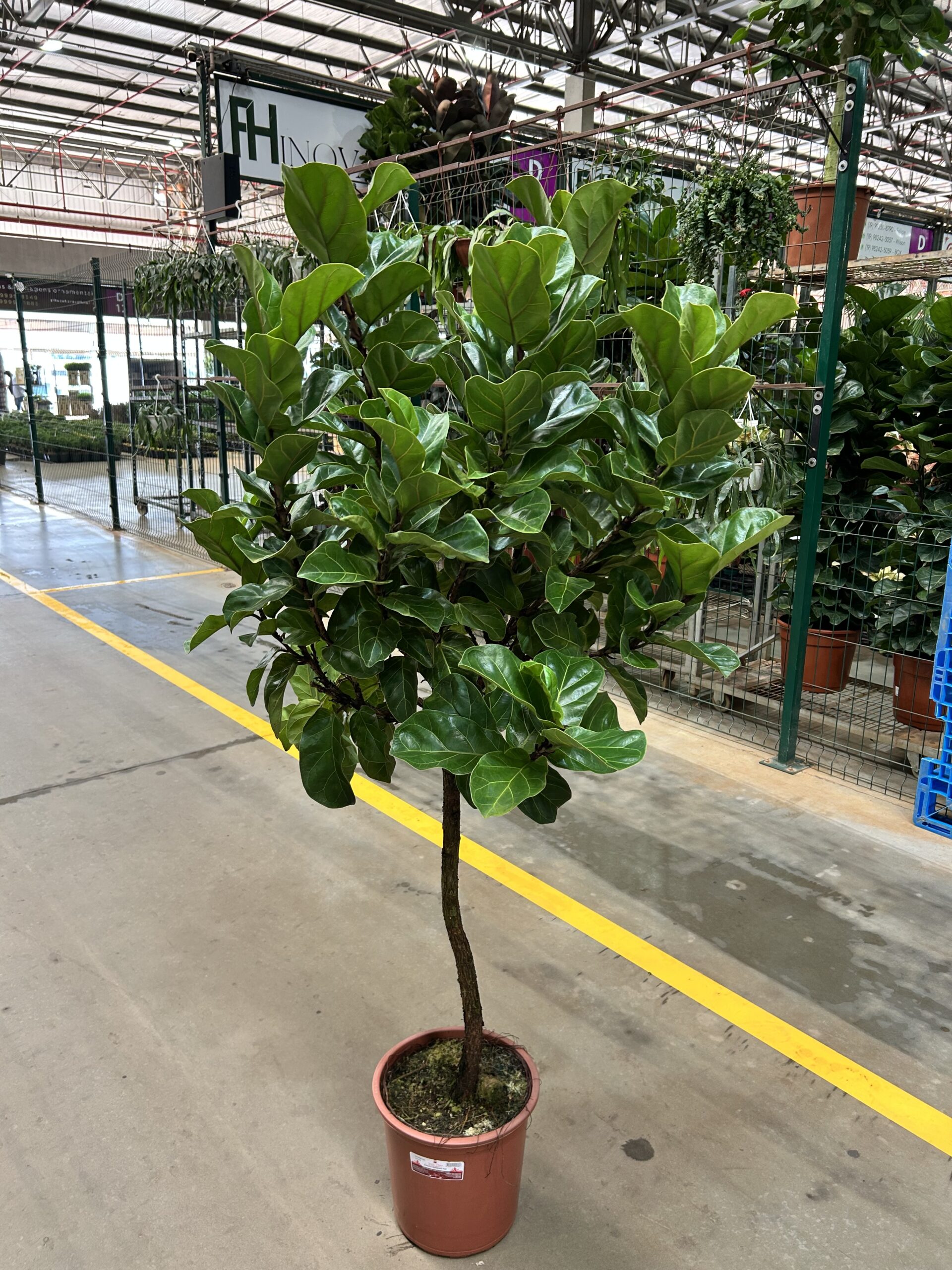 Ficus Lyrata Bambino P36 Formato Arvore