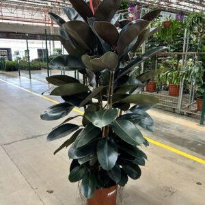 Ficus Elastica Burgundy Torre P40