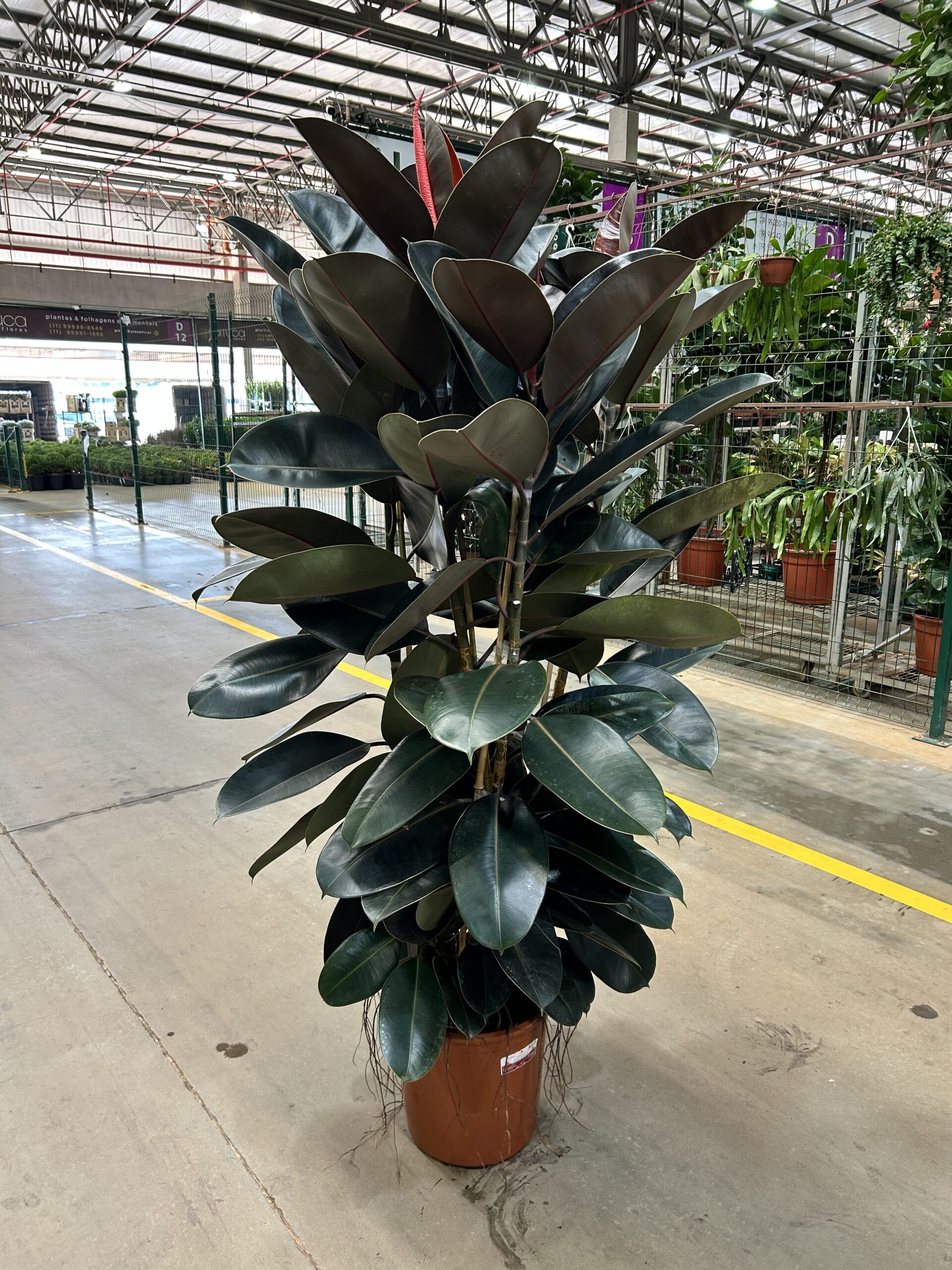 Ficus Elastica Burgundy Torre P40