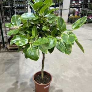 Ficus Altissima P30 Formato Arvore