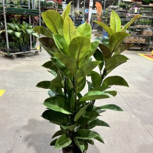 Ficus Elastica Shivereana P24 3H Premium