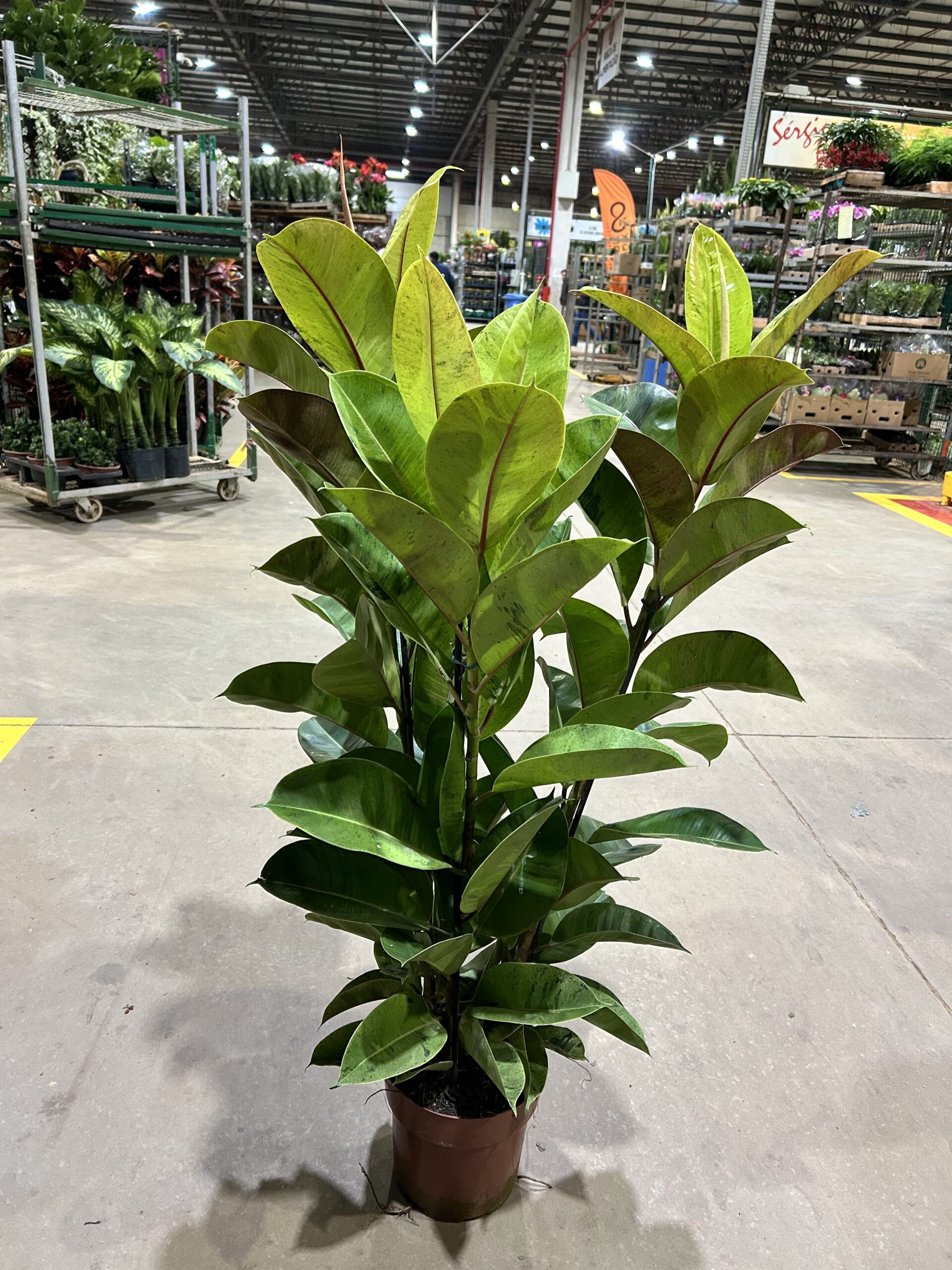 Ficus Elastica Shivereana P24 3H Premium
