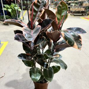 Ficus Elastica Ruby 3H P24 Premium