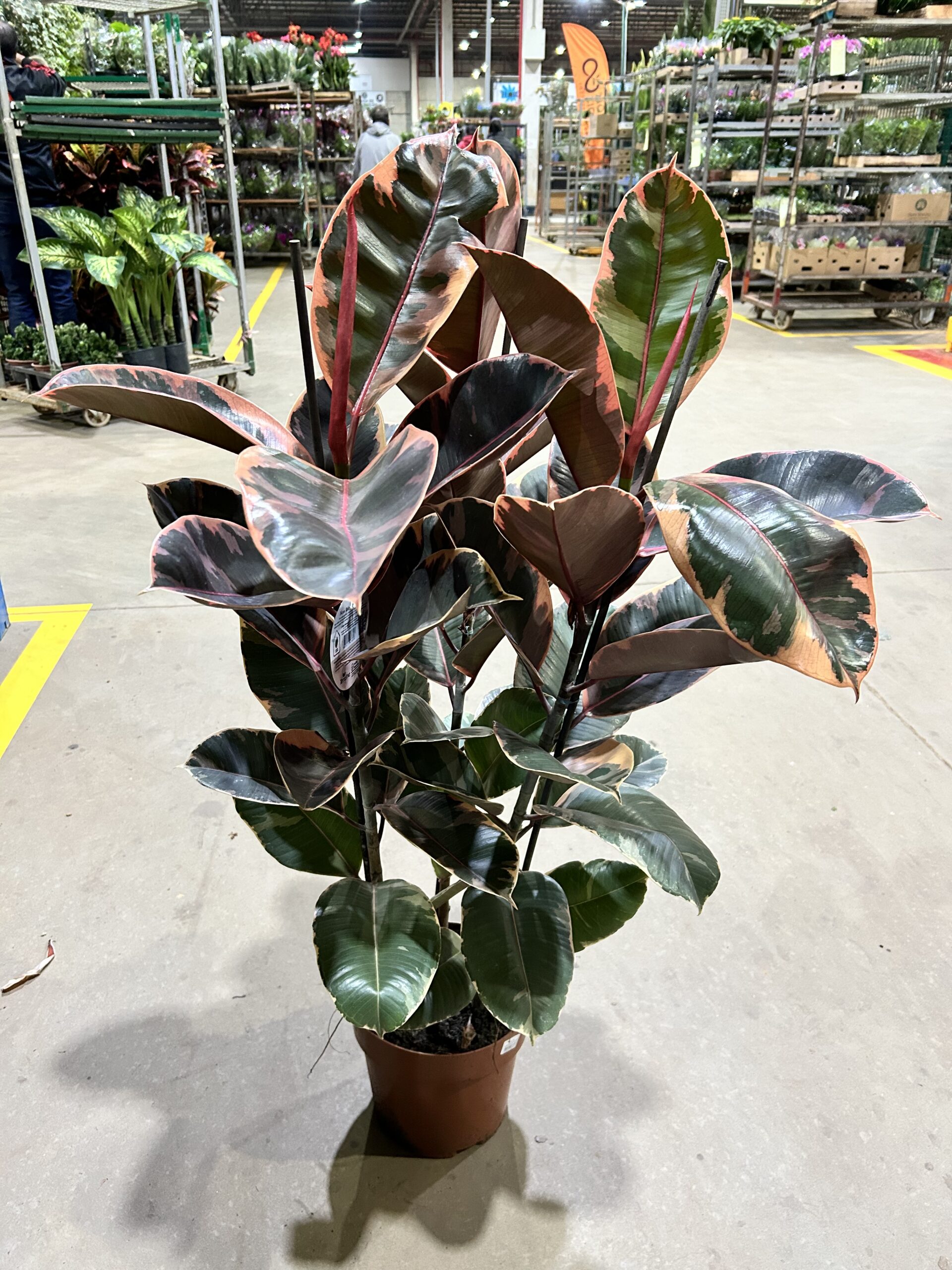 Ficus Elastica Ruby 3H P24 Premium