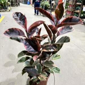 Ficus Elastica Ruby 3H P24