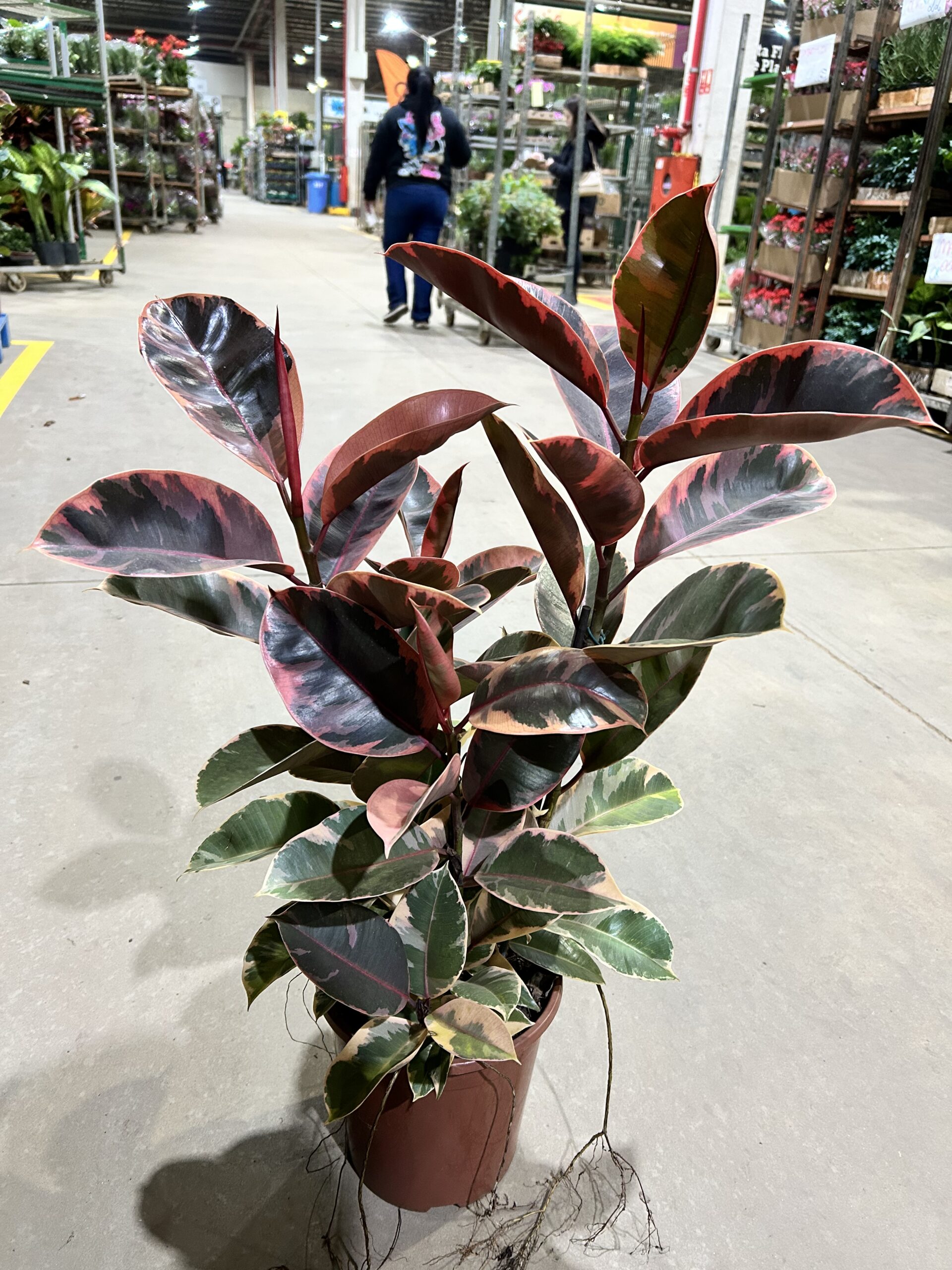 Ficus Elastica Ruby 3H P24
