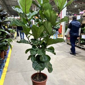 Ficus Lyrata P40 Formato Arvore