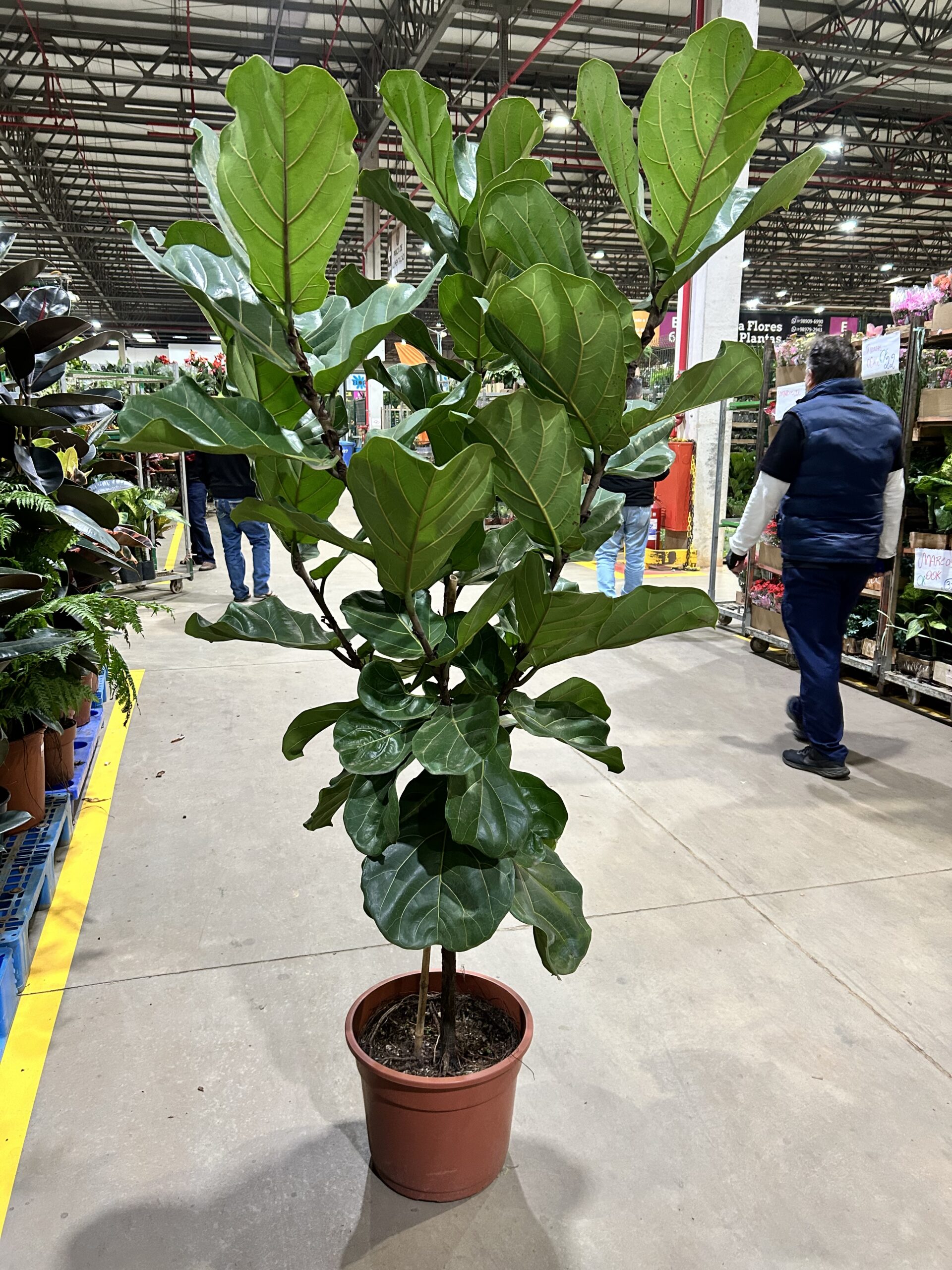 Ficus Lyrata P40 Formato Arvore