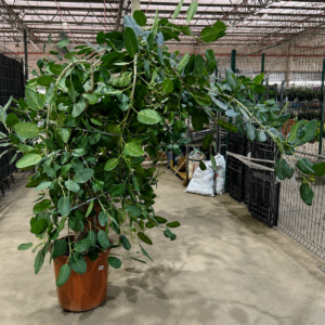 Ficus Bengalensis Audrey P48 - Nº02