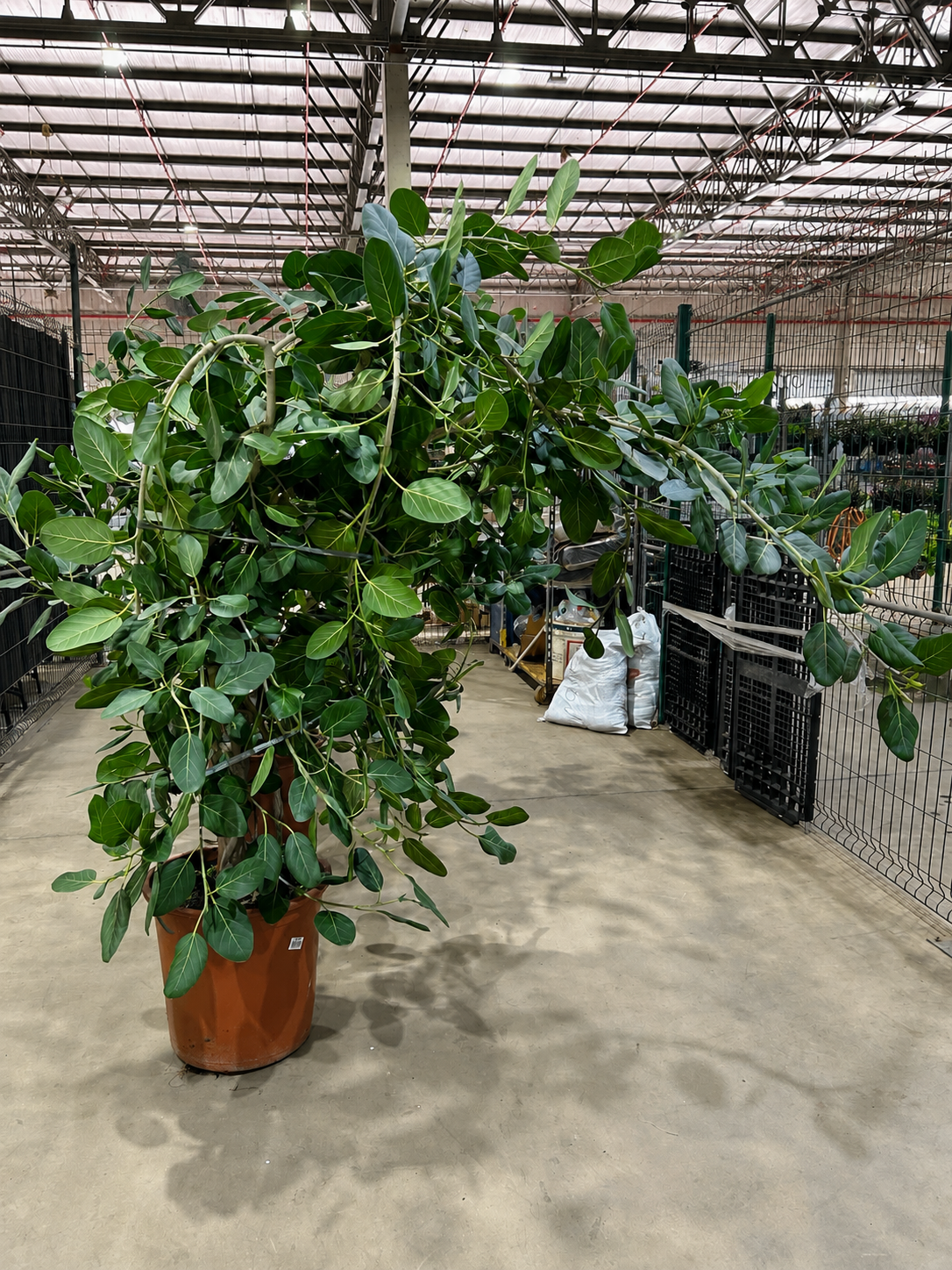 Ficus Bengalensis Audrey P48 - Nº02