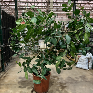 Ficus Bengalensis Audrey P48 - Nº01