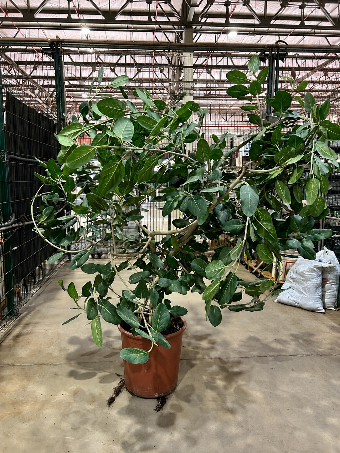 Ficus Bengalensis Audrey P48 - Nº01