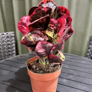 Croton Apple Red P17