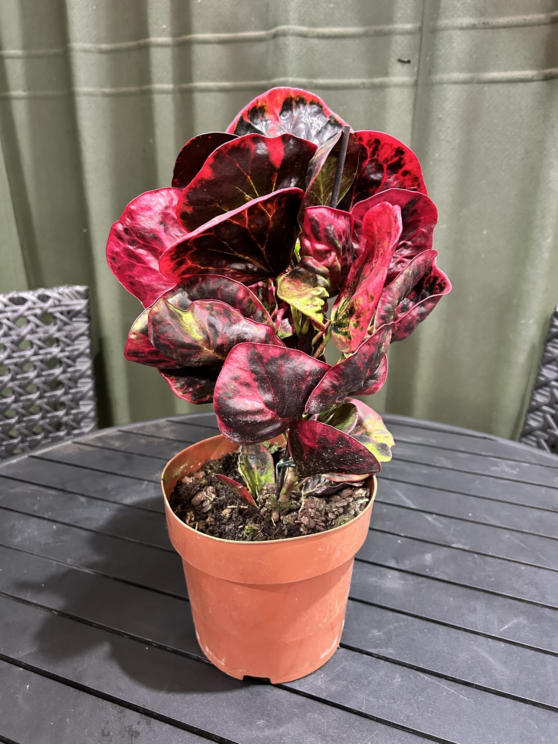 Croton Apple Red P17